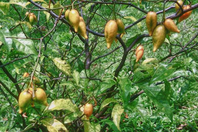 Ibogaine as an Alternative Treatment for Alcohol Dependence