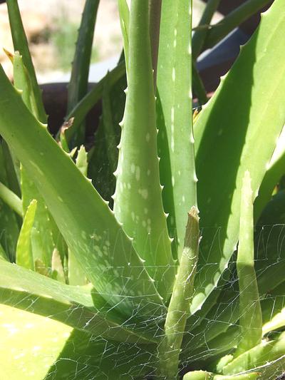 Aloe Vera Plant Aloe Vera Plant