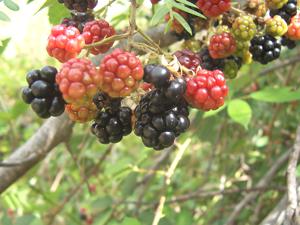 Blackberry
