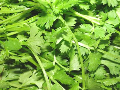 Coriander_leaves