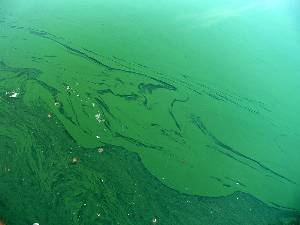 CyanobacteriaLamiot-blue-green-algae