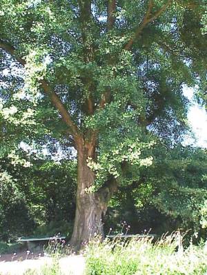Gingko_biloba