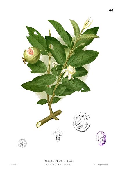 Guava illustration