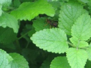 Lemon balm herb