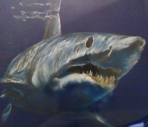 Mako_shark_drawing