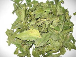 Dried Neem leaves