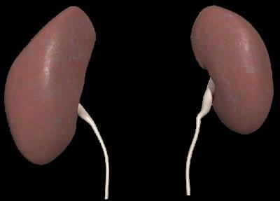 Kidneys
