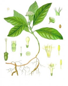 Psychotria_ipecacuanha herb