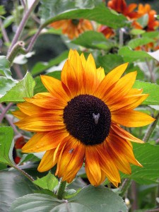 Sunflower rich in vitamin E Sunflower rich in vitamin E