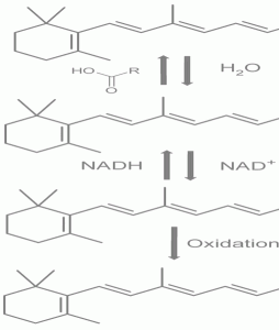 Vitamin A chemical diagram