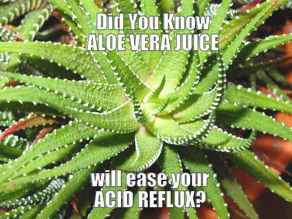 aloe-vera-juice-for-acid-reflux - meme aloe-vera-juice-for-acid-reflux - meme