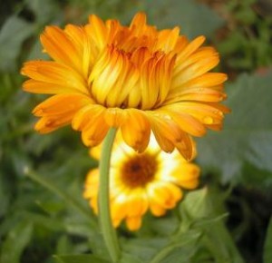 flower_power_Calendula Calendula
