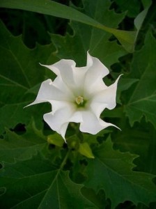flower_power_Datura Datura