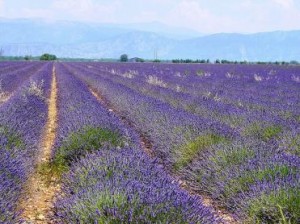 flower_power_Lavender Lavender