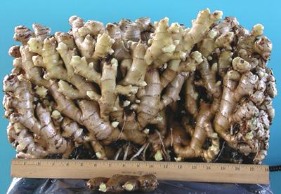 ginger clumps