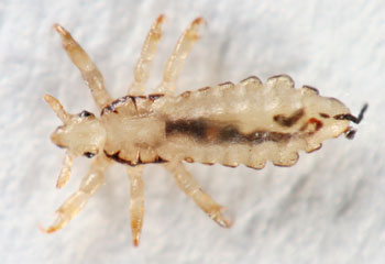 Home Remedies for Lice – Natural Treatments and Other Remedies to Get Rid of Lice