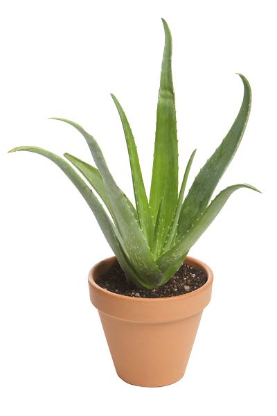 potted-aloe-vera-plant
