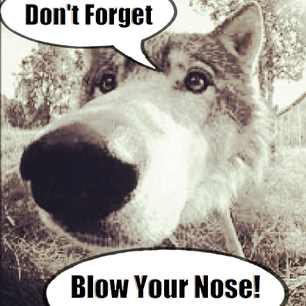 blow your nose blow your nose - wolf meme
